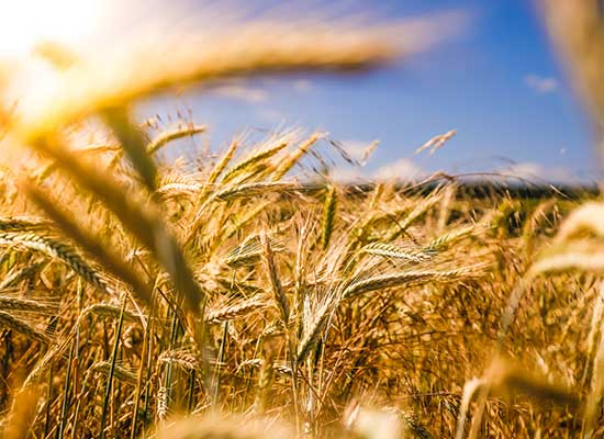 5 seasonal tips for a richer organic harvest