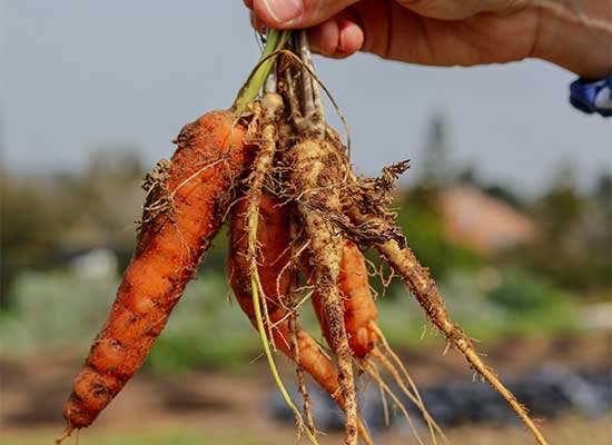 Why healthy soil makes tastier organic produce